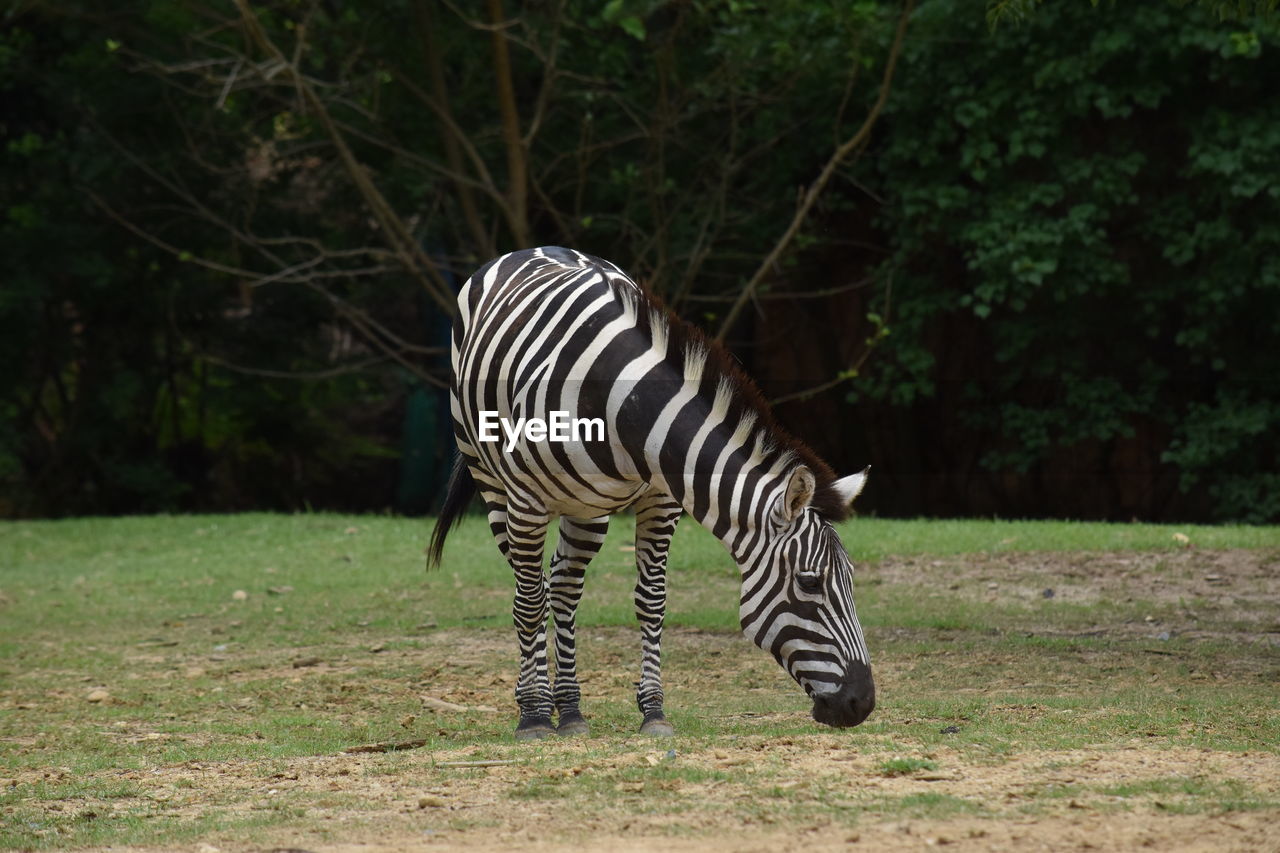 Zebra in a field