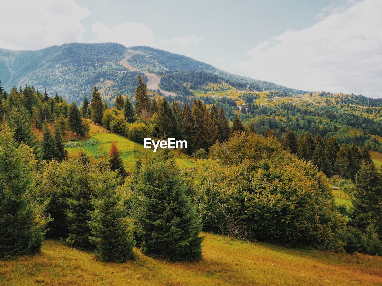 plant, tree, scenics - nature, beauty in nature, mountain, autumn, wilderness, land, landscape, environment, pine tree, sky, coniferous tree, tranquil scene, tranquility, nature, leaf, forest, pinaceae, growth, meadow, no people, pine woodland, non-urban scene, cloud, ridge, green, mountain range, day, natural environment, woodland, idyllic, outdoors, rural area, field, remote