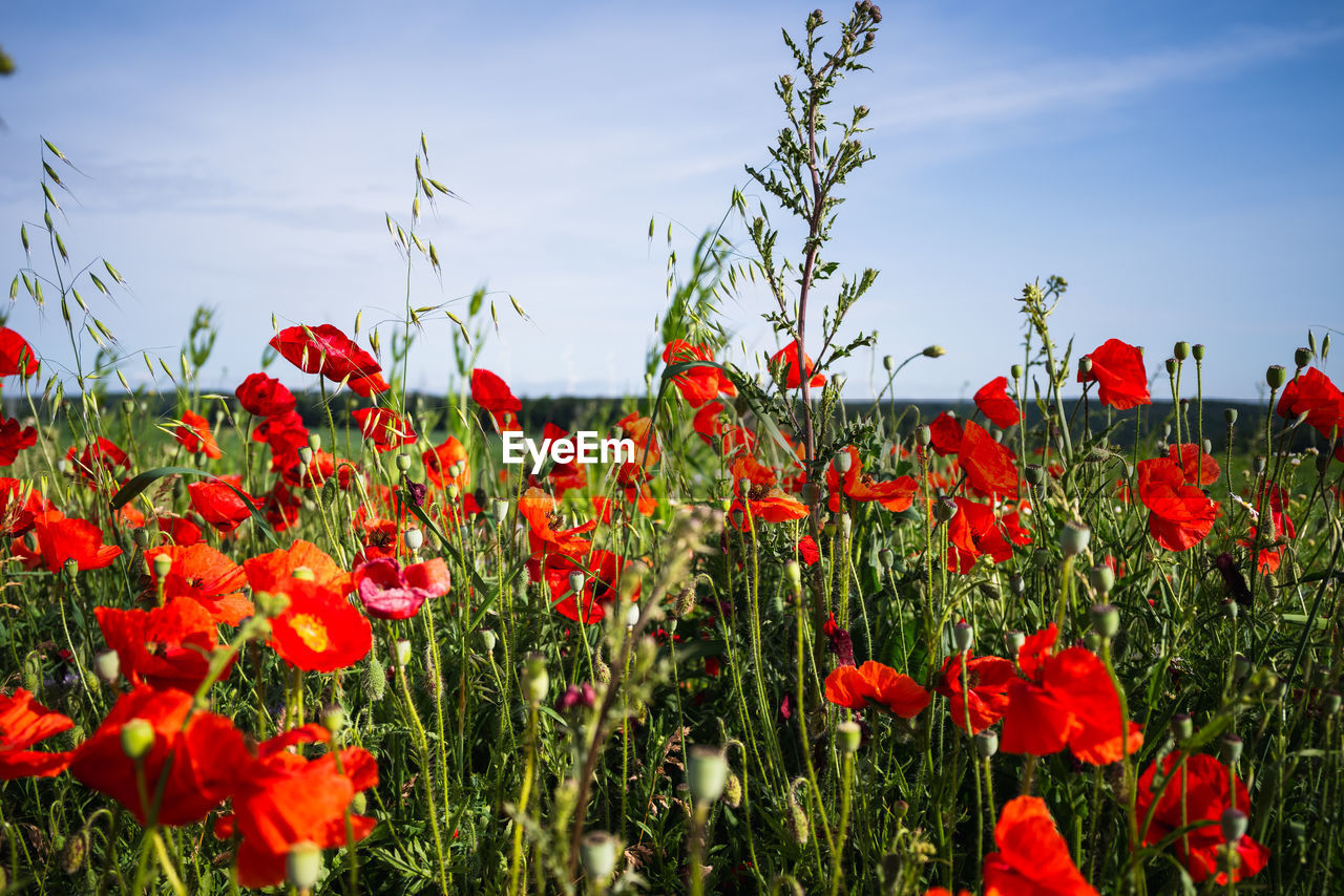 plant, flower, flowering plant, red, sky, nature, field, beauty in nature, landscape, land, poppy, freshness, environment, growth, cloud, rural scene, no people, agriculture, blue, sunlight, petal, flower head, non-urban scene, multi colored, summer, tranquility, scenics - nature, flowerbed, day, outdoors, inflorescence, close-up, fragility, meadow, grass, abundance, springtime, plain, botany, horizon over land, vibrant color, clear sky, crop, horizon, sunny, wildflower, tranquil scene, backgrounds, environmental conservation, cereal plant, idyllic, prairie, landscaped, food, leaf, blossom, urban skyline, yellow, plant part, green, grassland