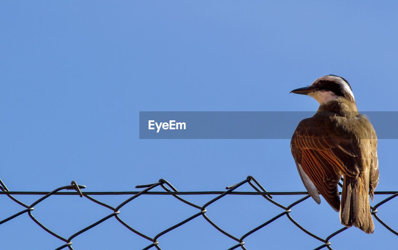 LOW ANGLE VIEW OF BIRD PERCHING ON METAL AGAINST SKY