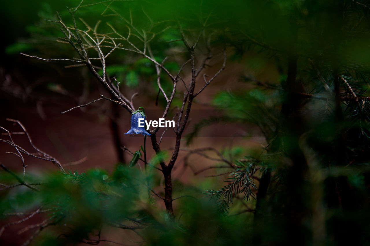 Little bluebell flower in a dark moody forest