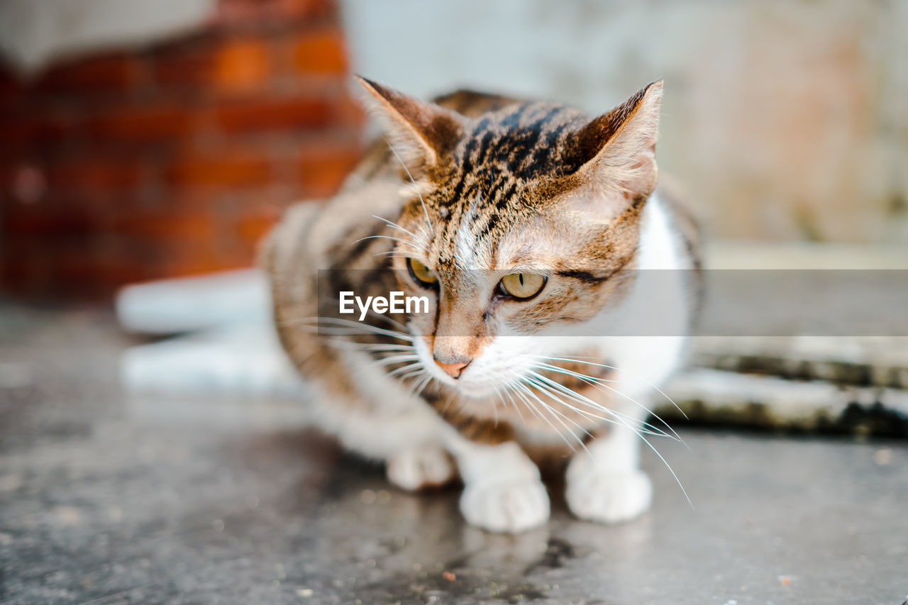 CLOSE-UP PORTRAIT OF CAT