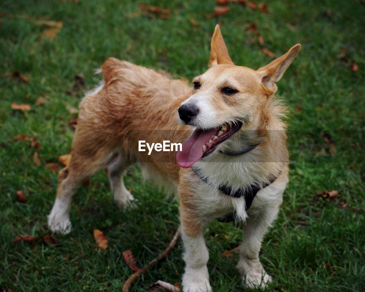 Full length of a dog on field