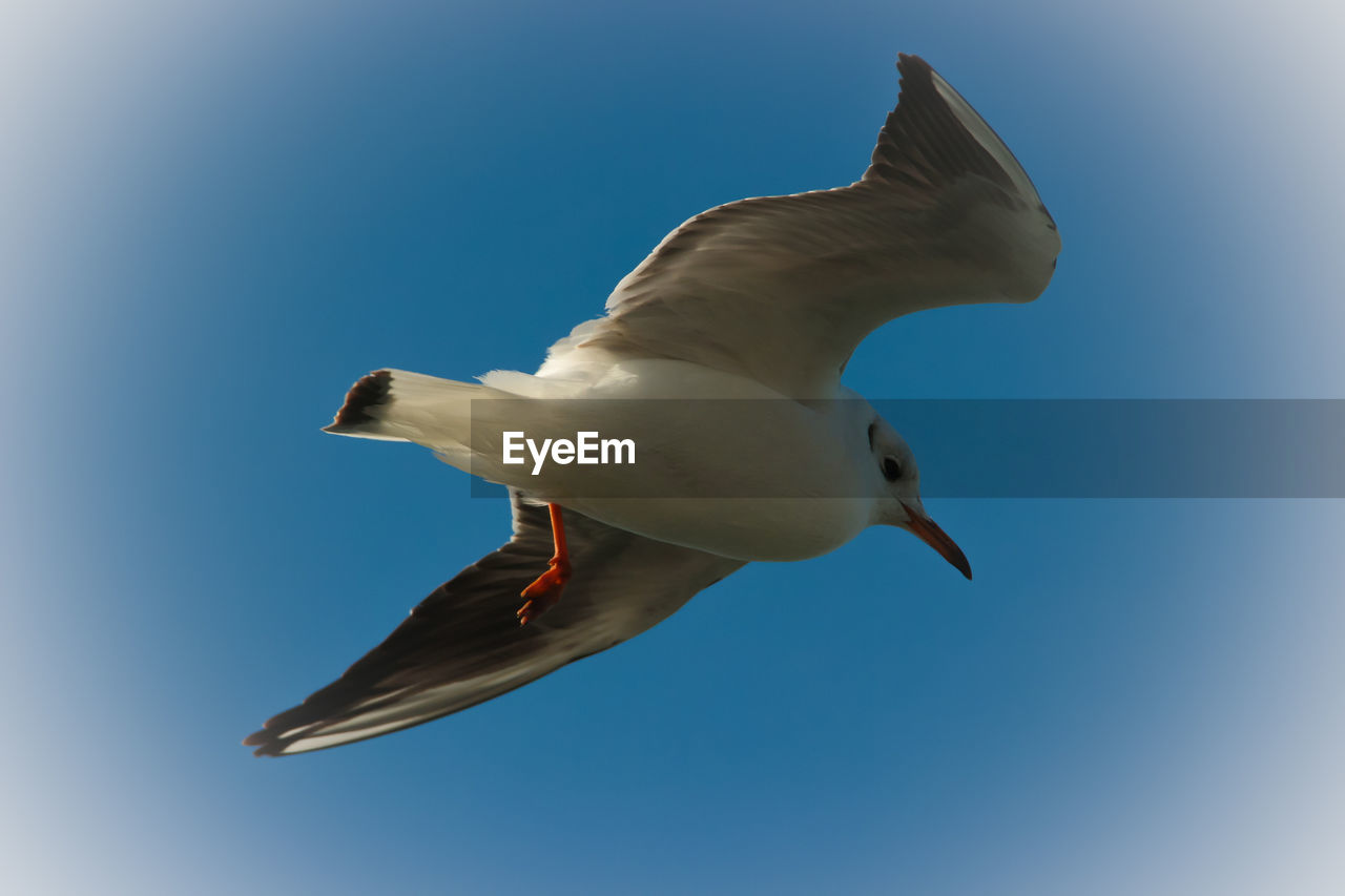 LOW ANGLE VIEW OF SEAGULL AGAINST SKY