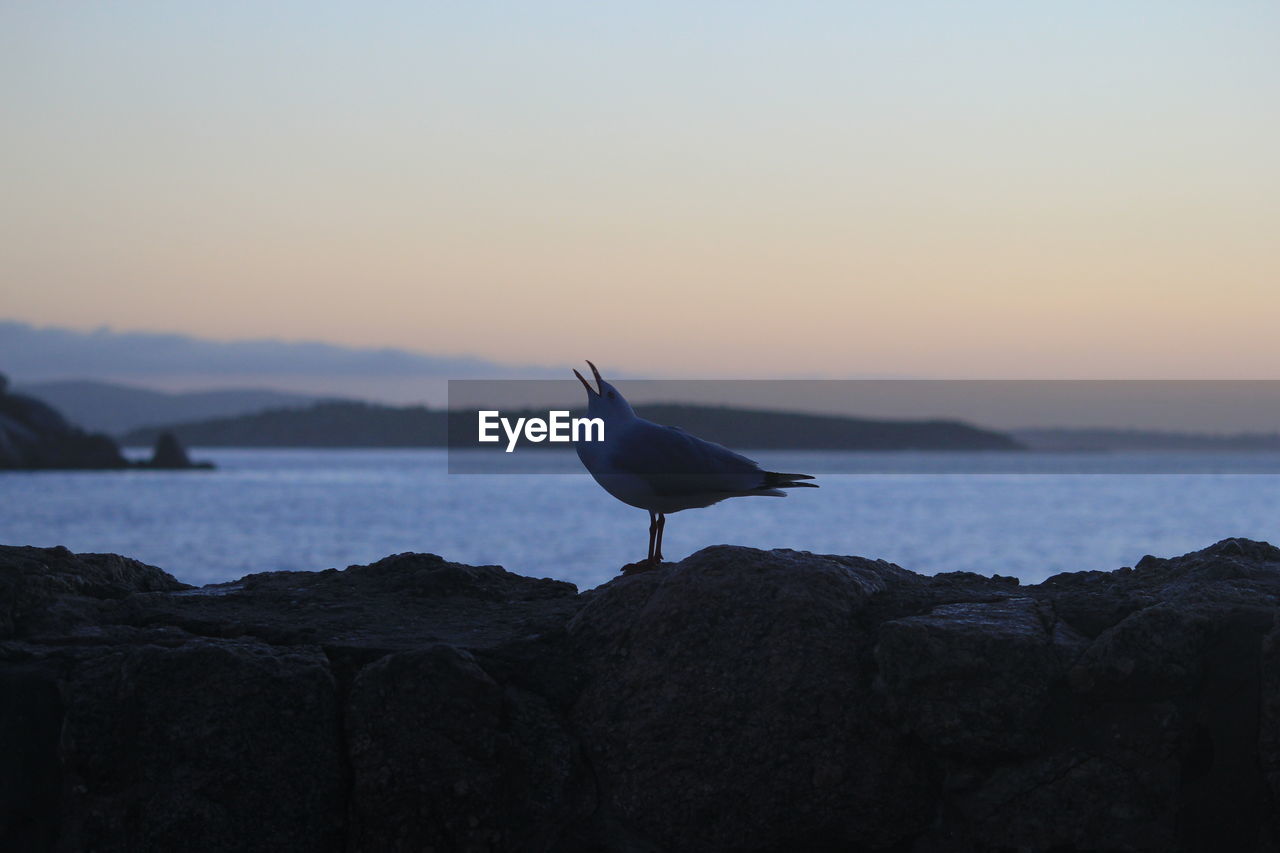 BIRD PERCHING ON ROCK BY SEA AGAINST SKY