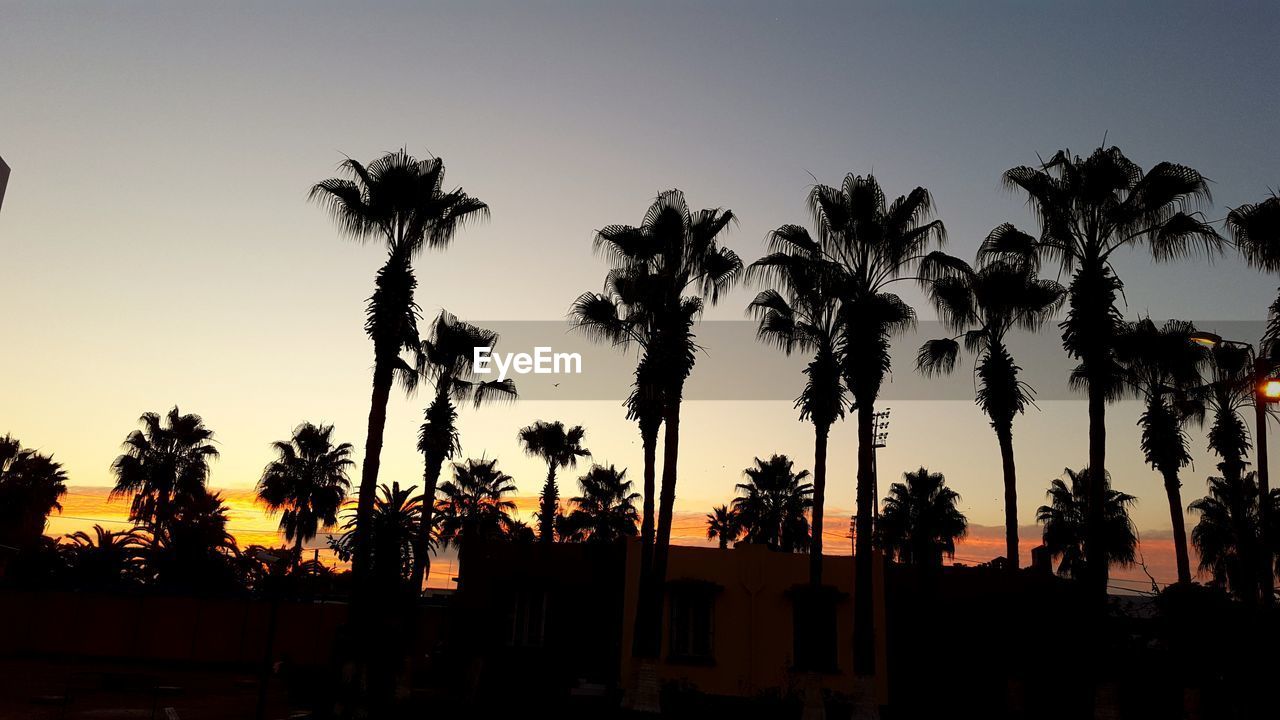 SILHOUETTE PALM TREES AGAINST CLEAR SKY DURING SUNSET