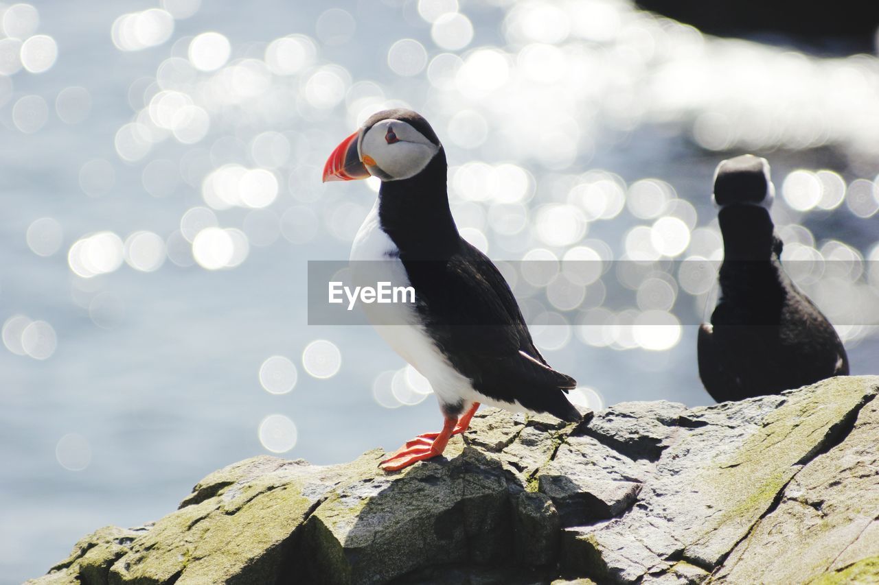 A puffin posing in the glistening sunshine, looks like lights and camera flashes like a celebrity