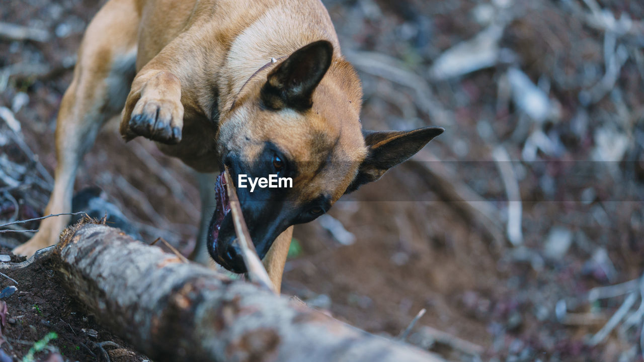 Belgian malinois biting a piece of wood