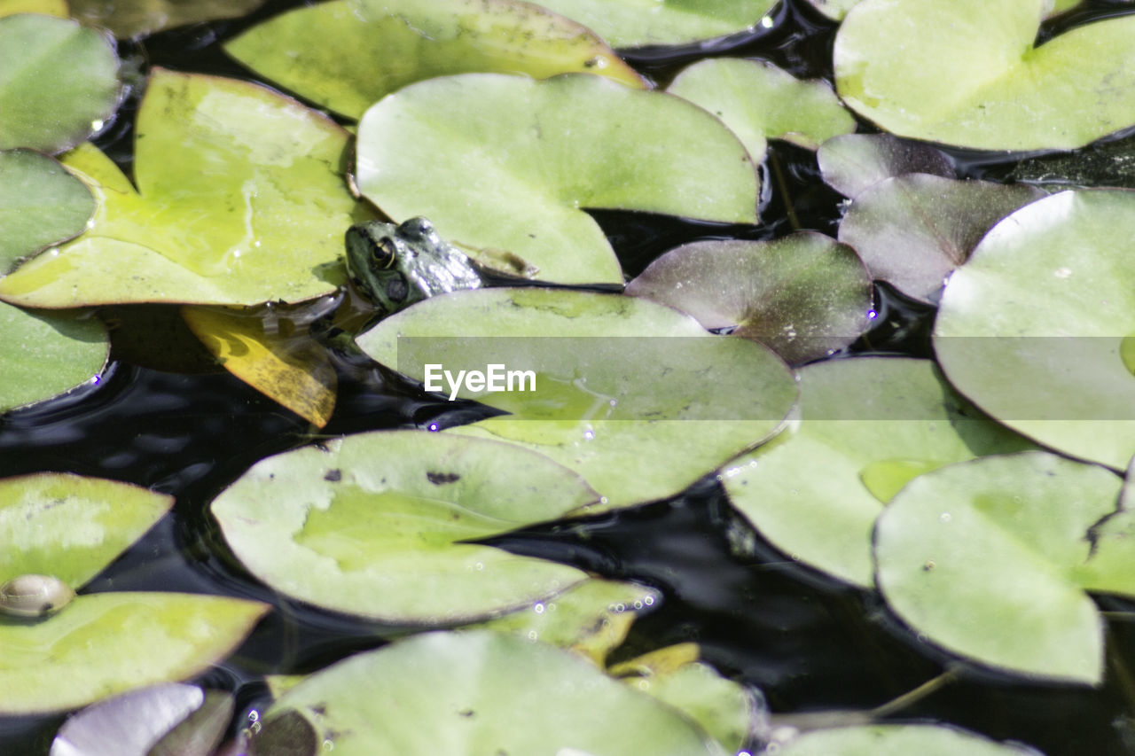 FULL FRAME SHOT OF LOTUS WATER LILY IN LAKE