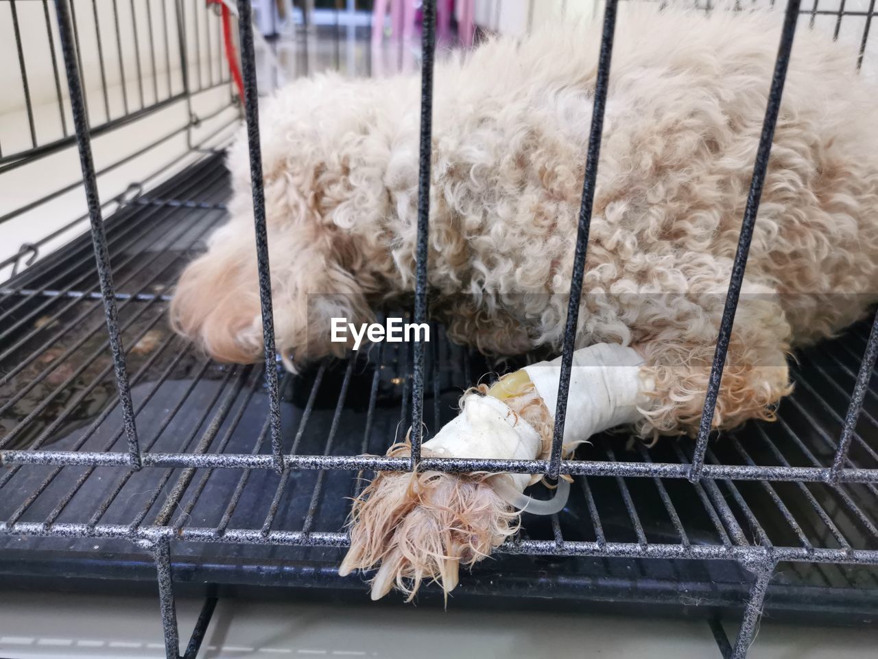 DOG LYING IN CAGE