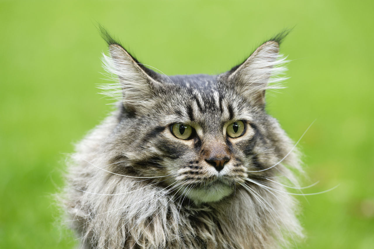 CLOSE-UP PORTRAIT OF CAT LOOKING AT GREEN LEAF