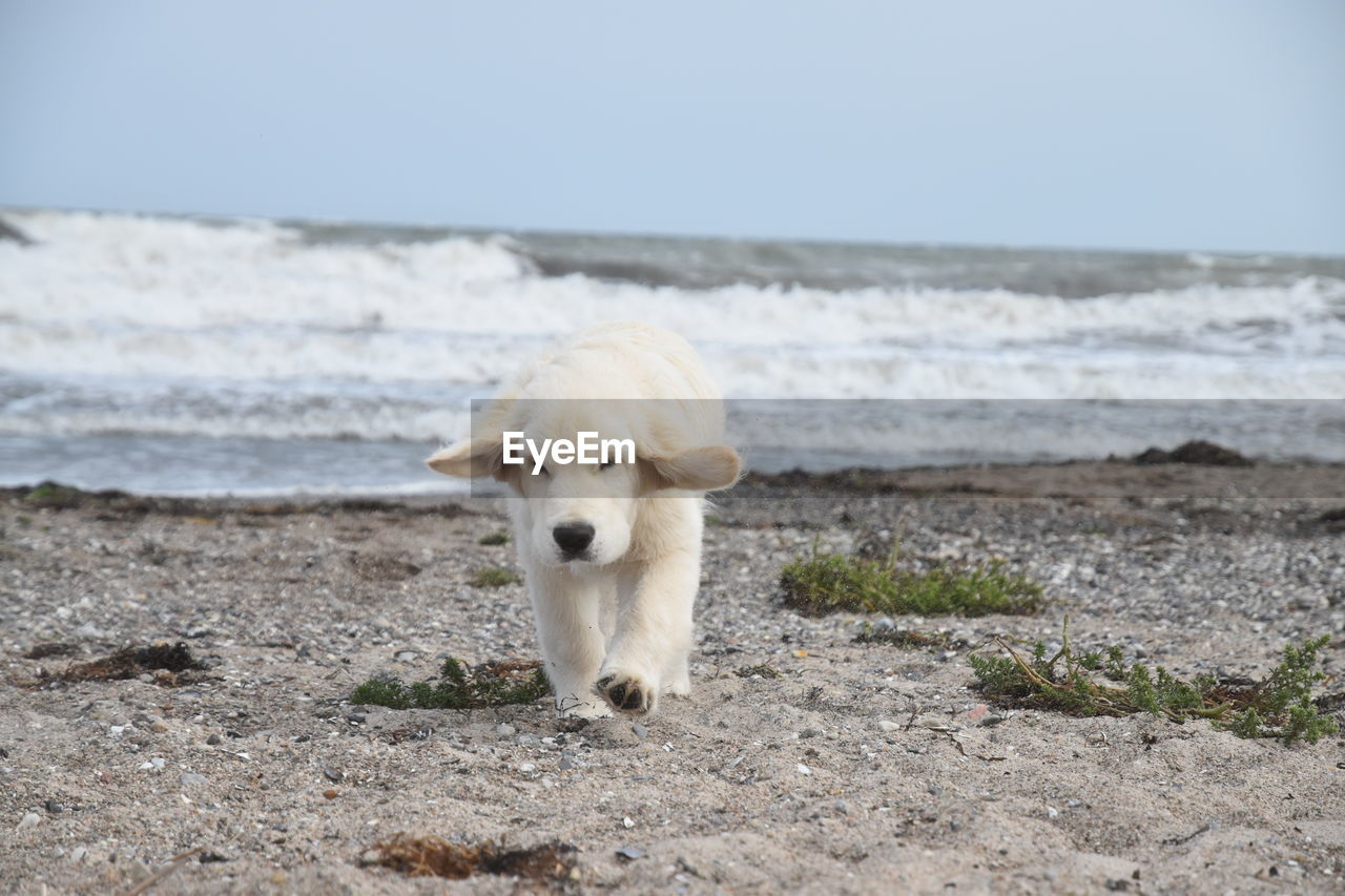 DOG STANDING ON BEACH AGAINST SKY