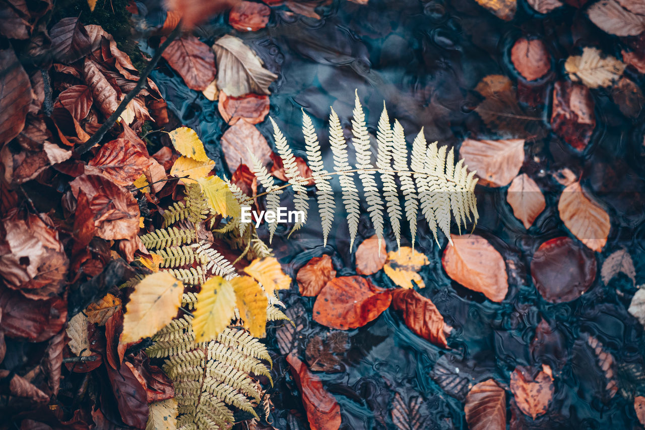 HIGH ANGLE VIEW OF DRY LEAVES ON PLANT