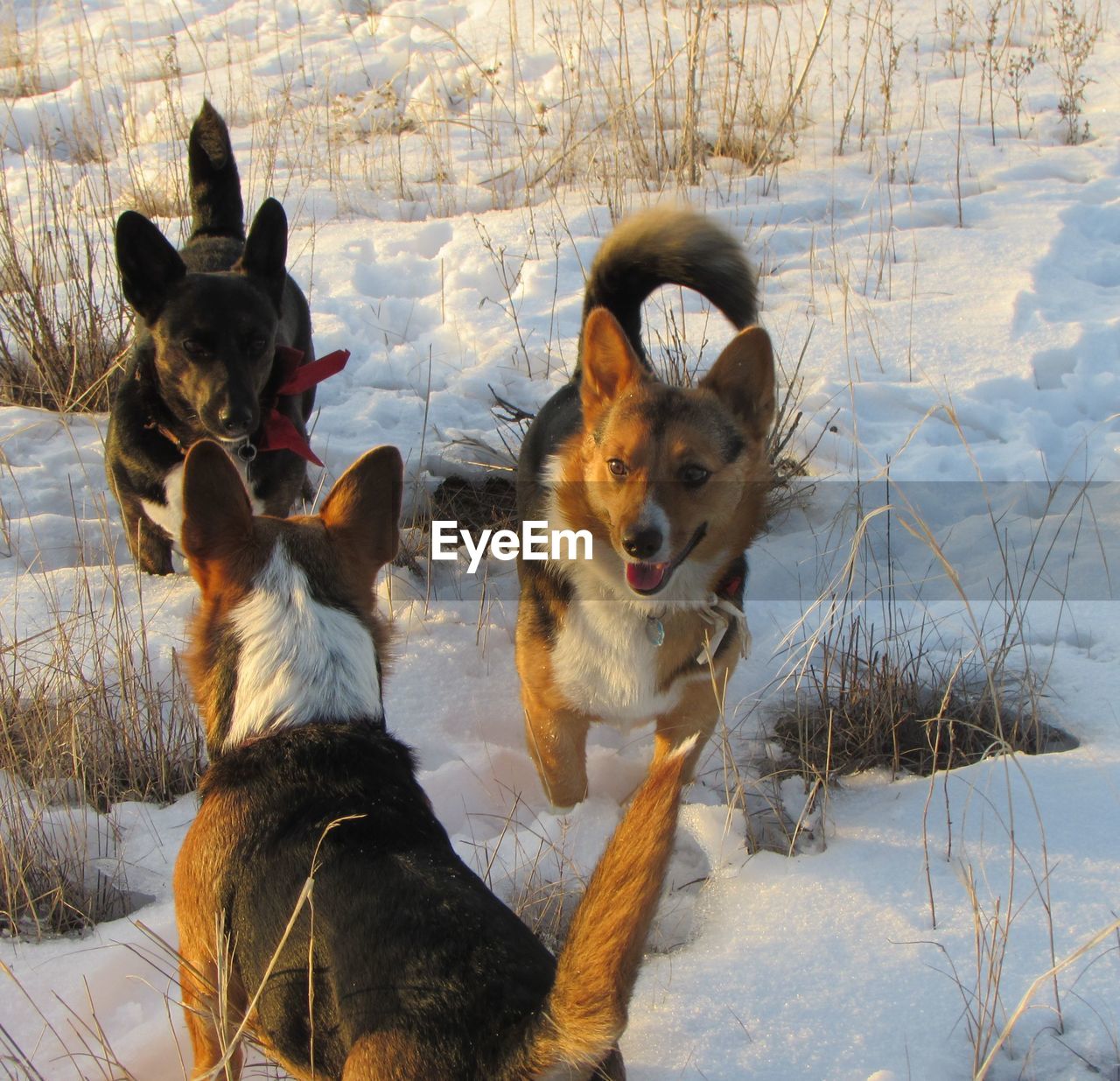 High angle view of dogs on snow covered field