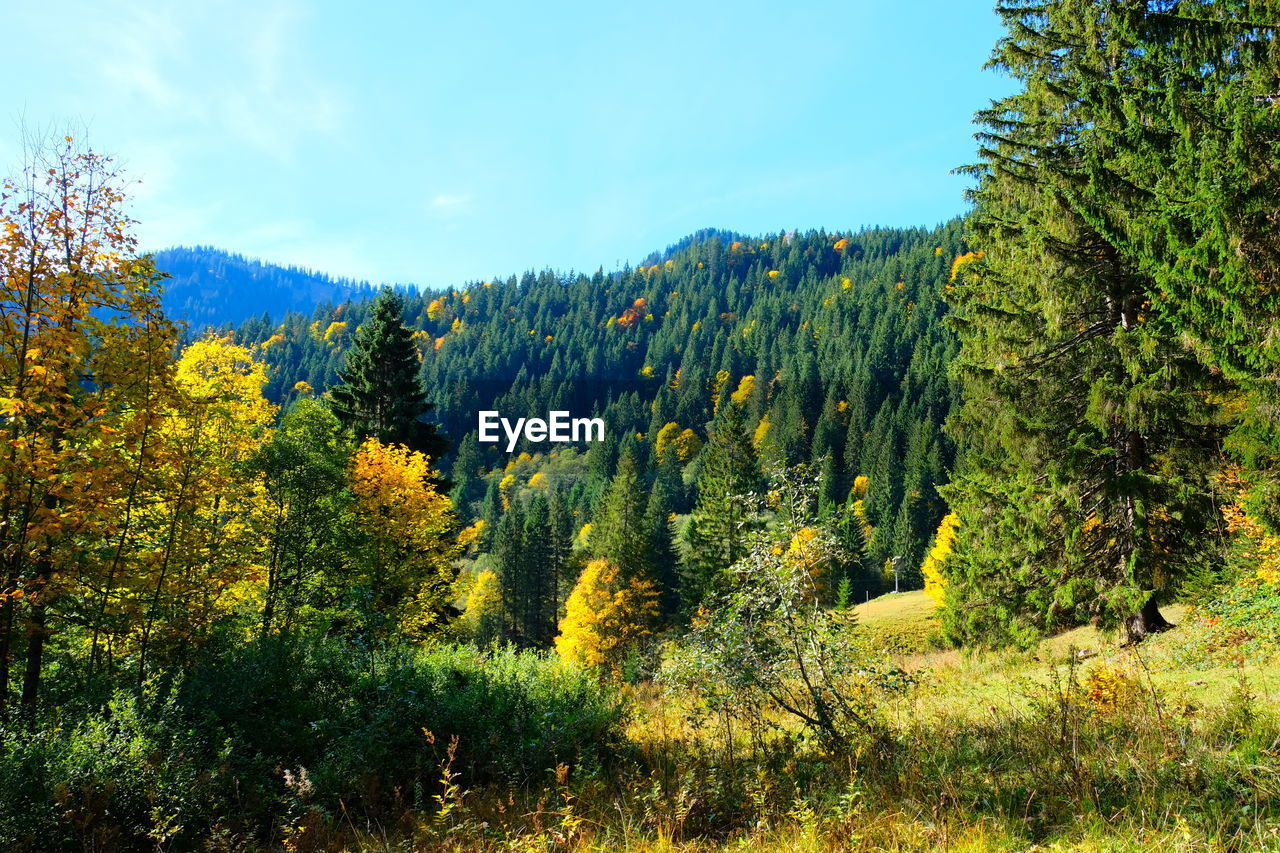 Trees in forest during autumn