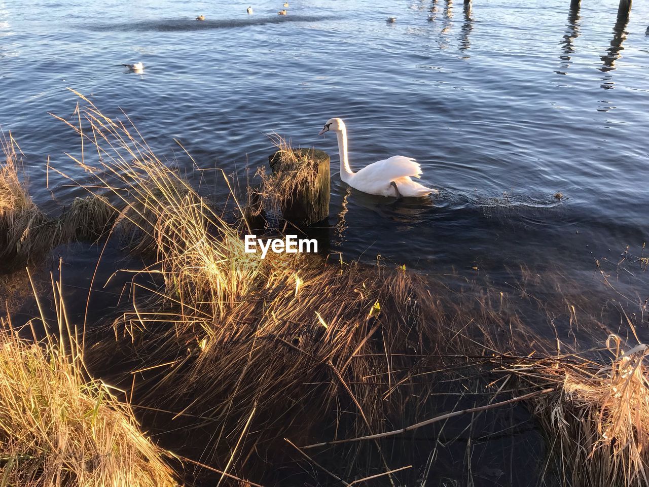 HIGH ANGLE VIEW OF SWAN SWIMMING ON LAKE