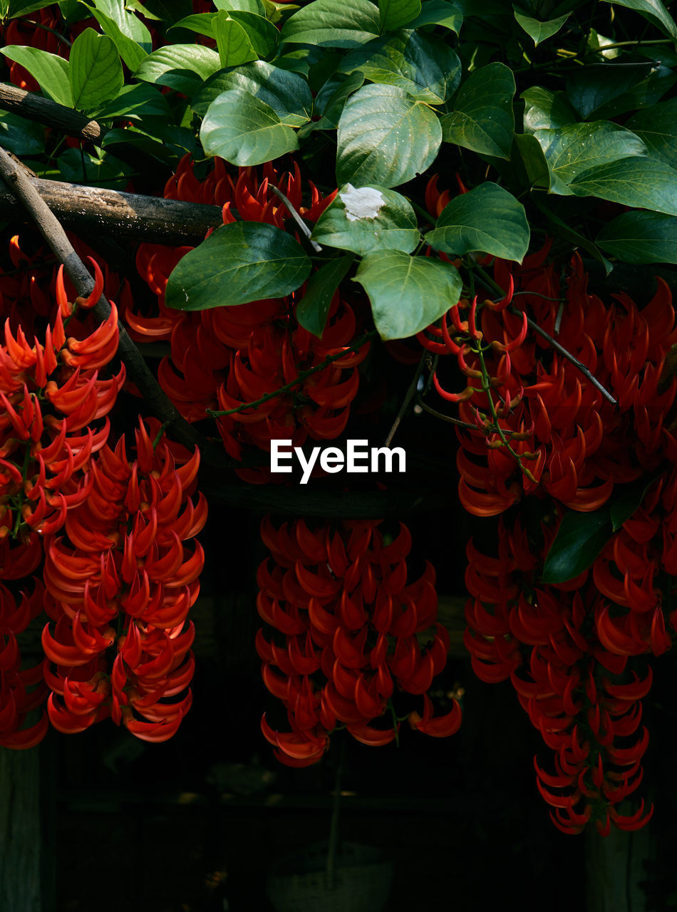 CLOSE-UP OF RED FLOWERS HANGING ON CLOTHESLINE