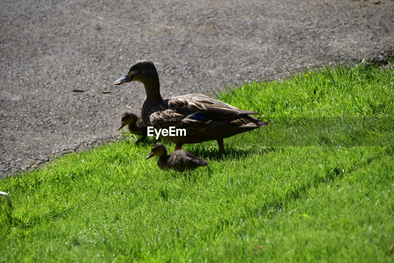 DUCK ON FIELD