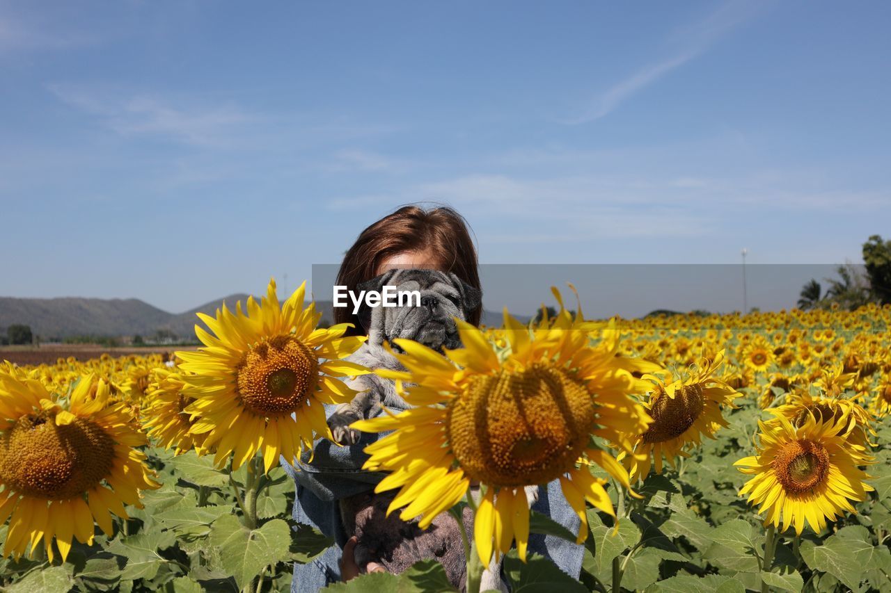 View of sunflowers on sunflower