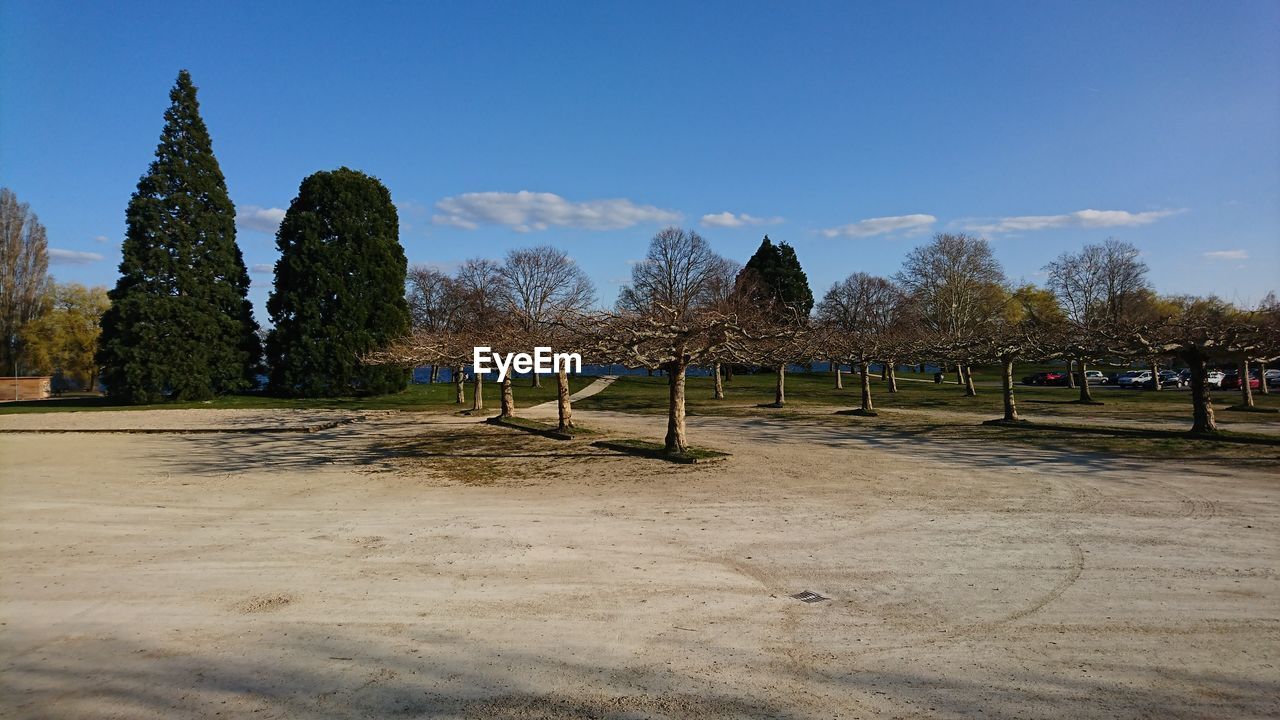 Trees on field against blue sky