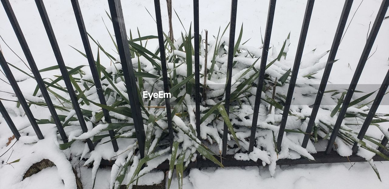 CLOSE-UP OF FROZEN PLANT ON FIELD