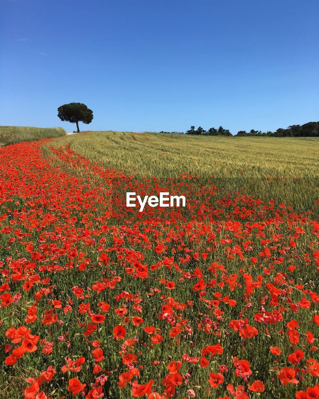 Red flowers on field against clear sky