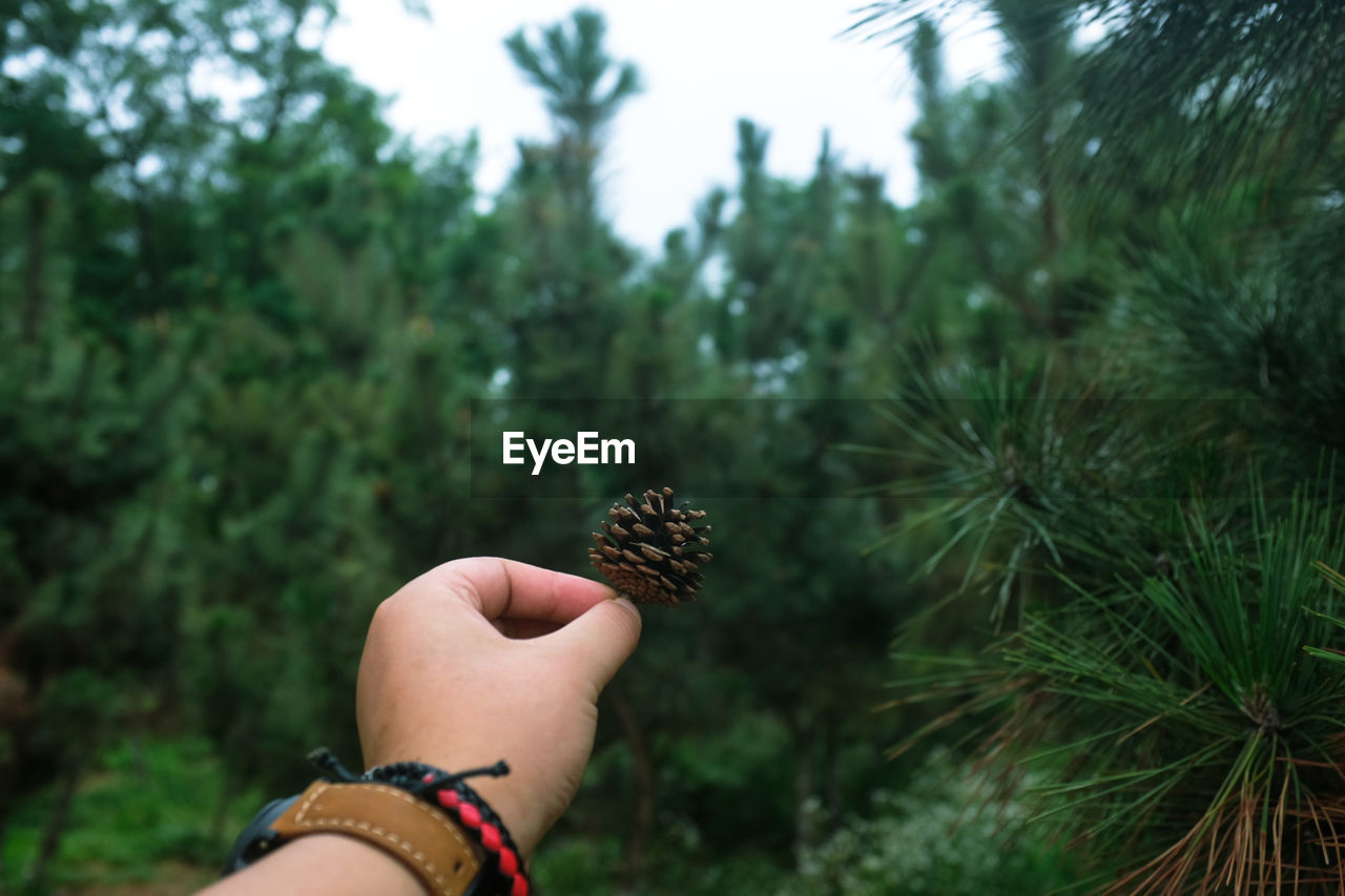 Cropped hand of man holding pine cone against trees