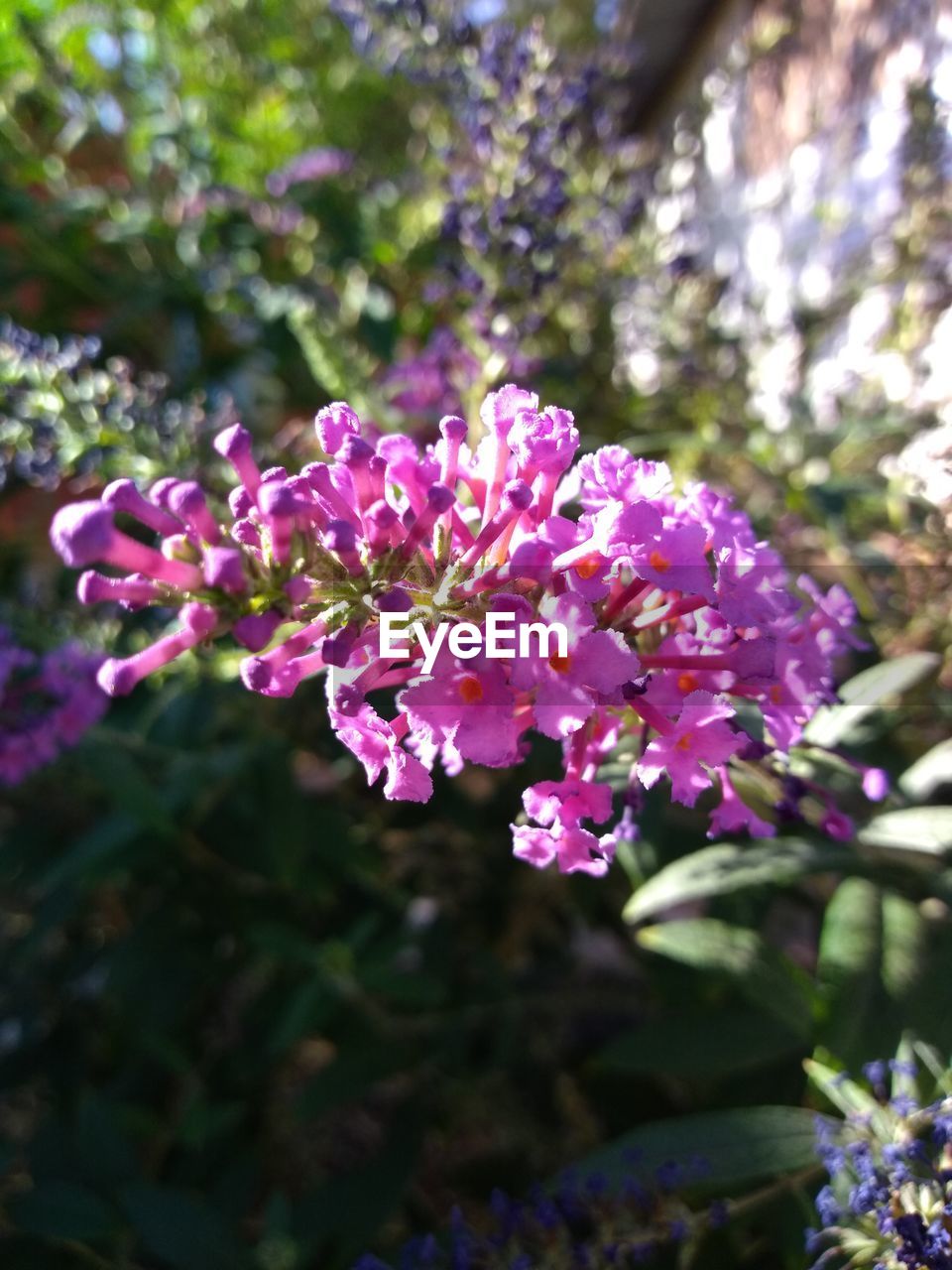 CLOSE-UP OF PURPLE FLOWERING PLANTS