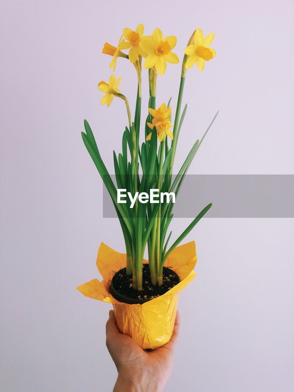 Cropped image of person holding daffodil potted plant against white background