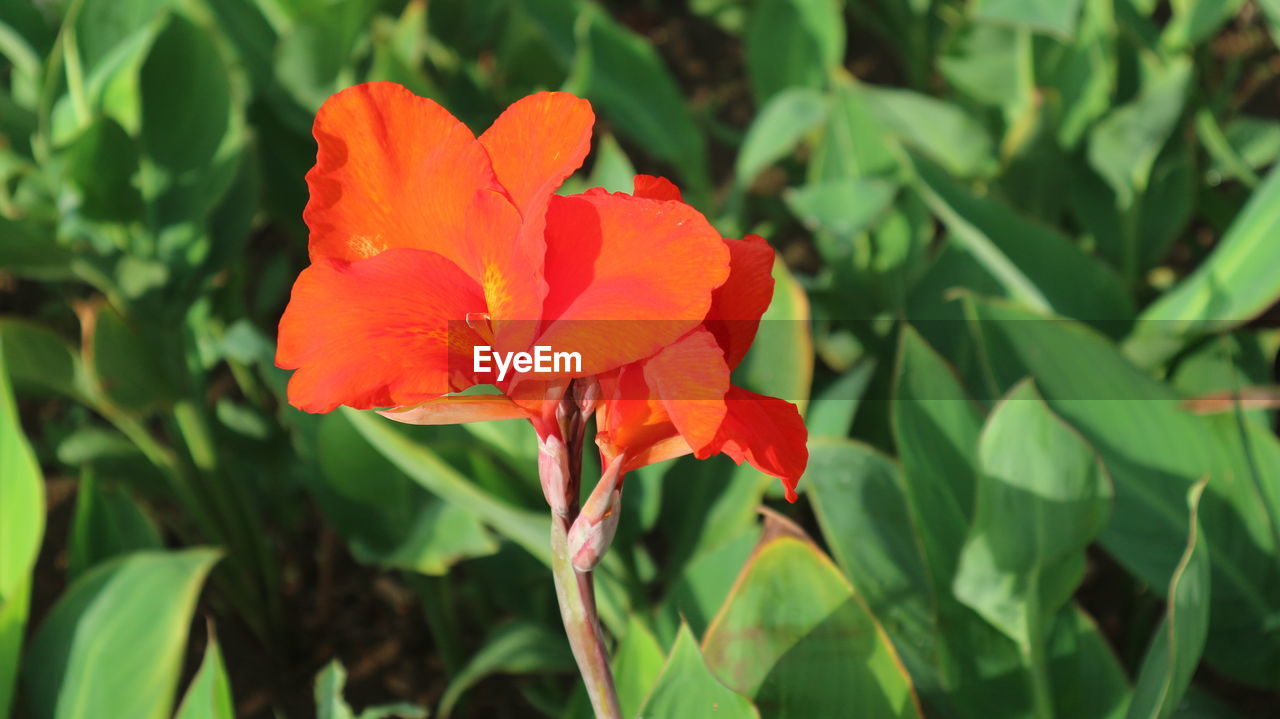 CLOSE-UP OF RED ROSE ON PLANT