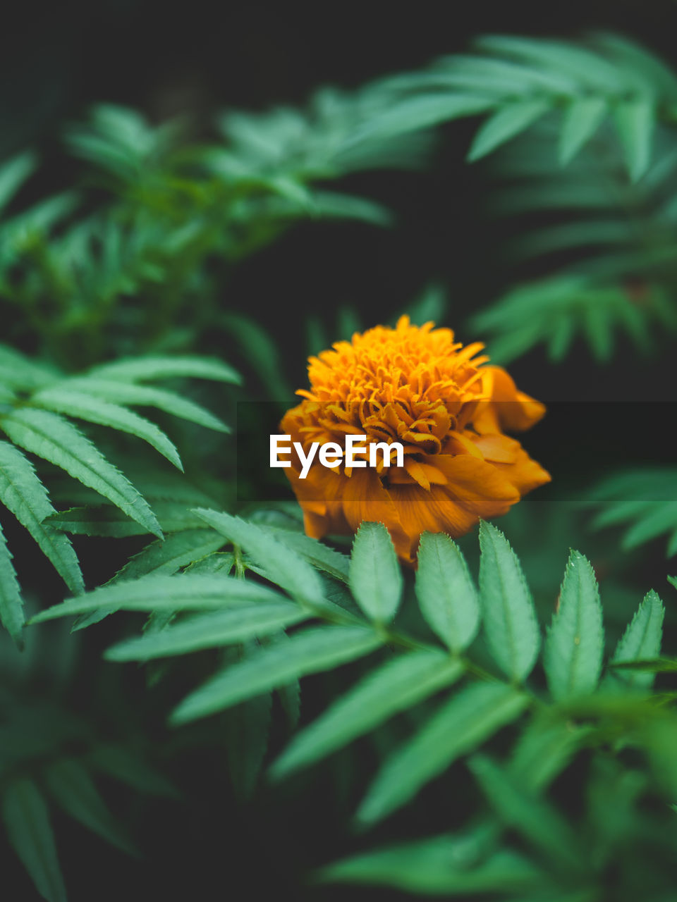 Close-up of flower growing at park