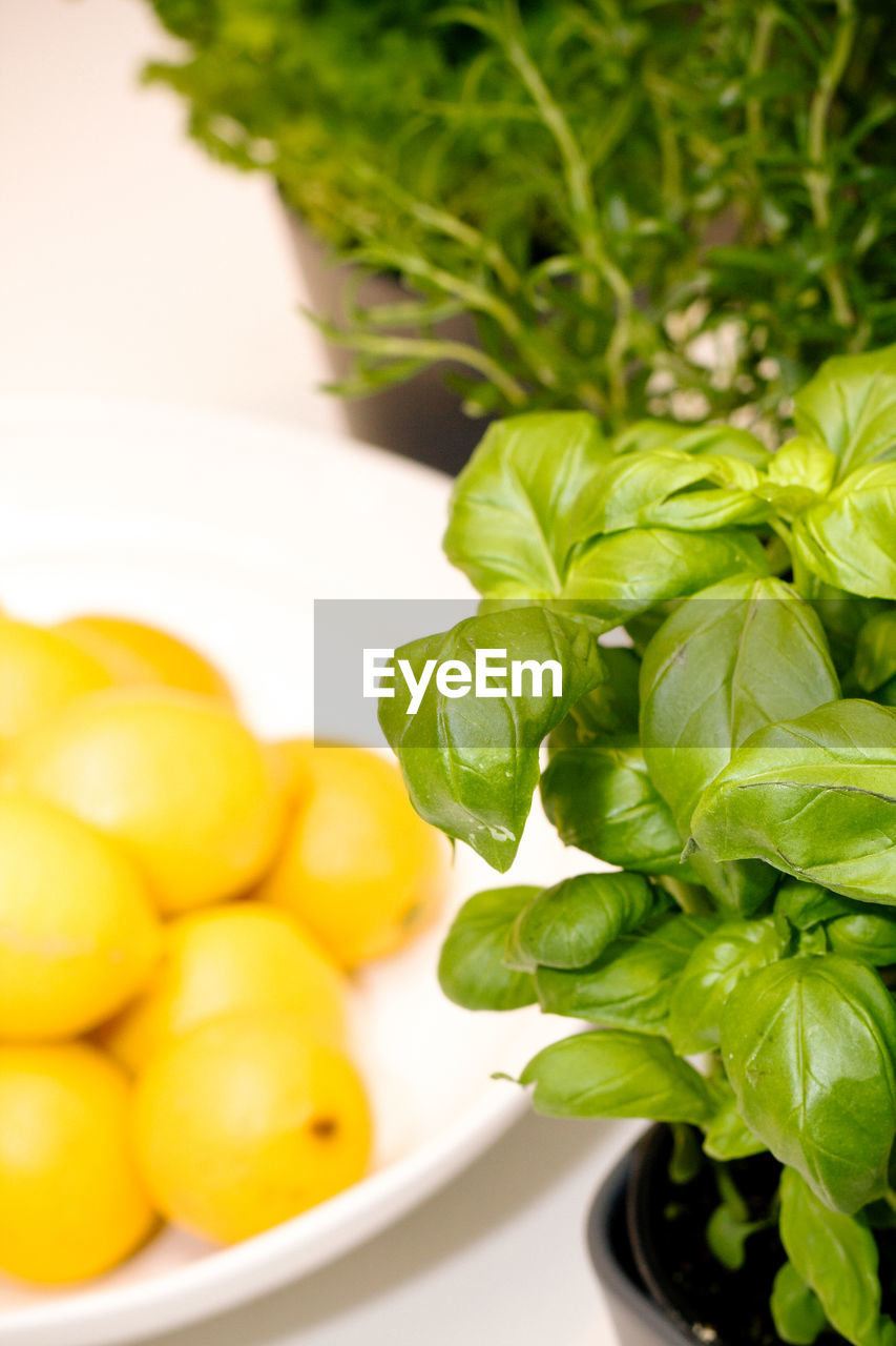 Close-up of fresh herbs and lemons