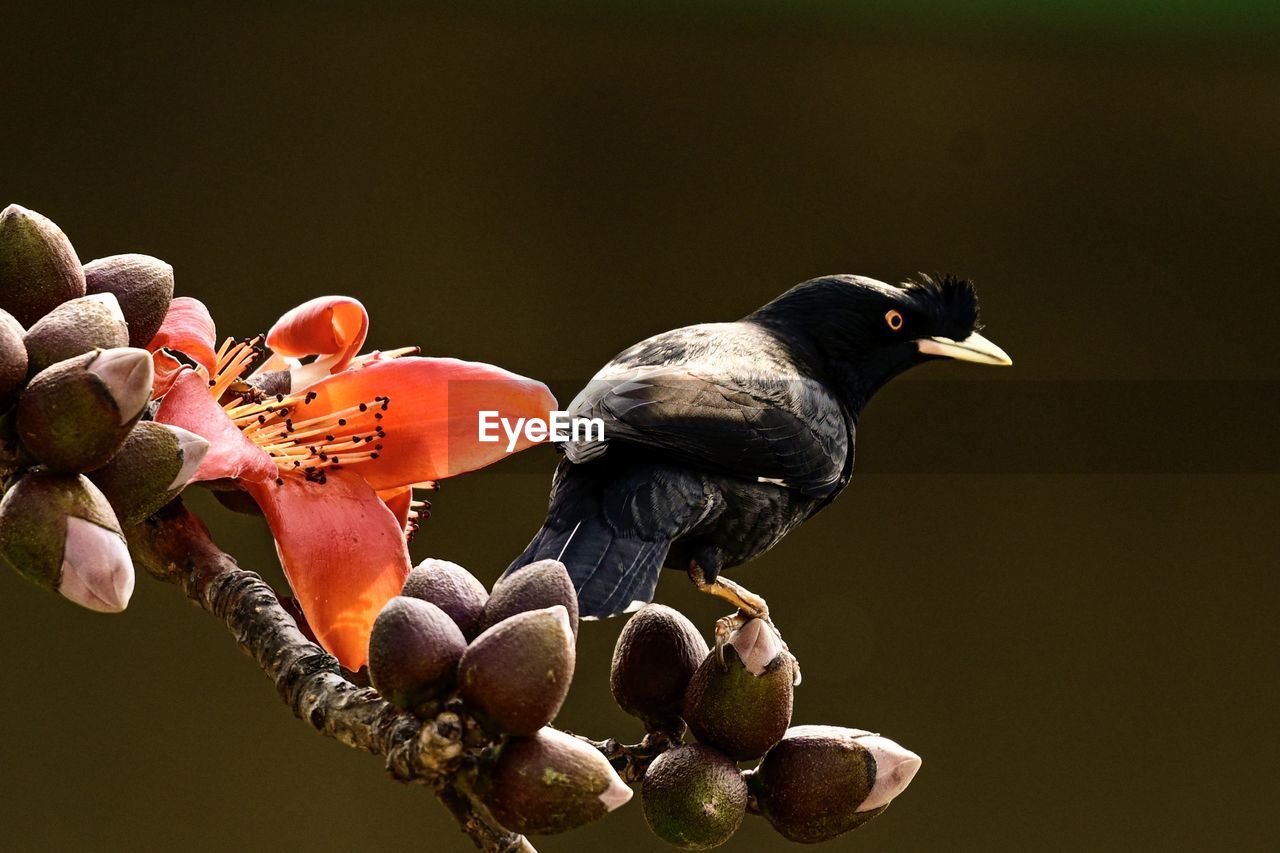 CLOSE-UP OF BIRD PERCHING ON TREE