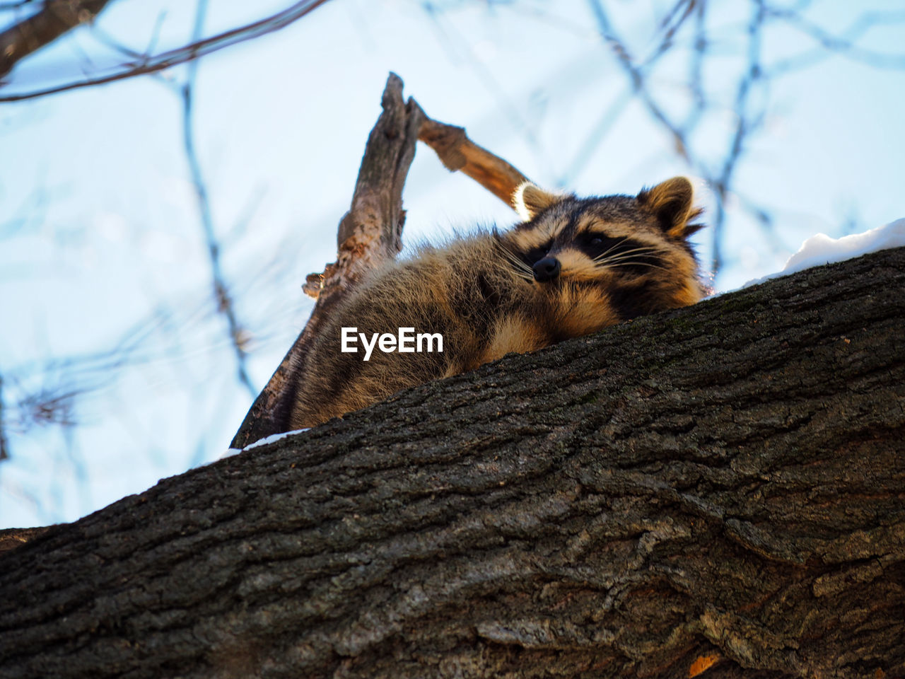 LOW ANGLE VIEW OF A CAT ON TREE BRANCH