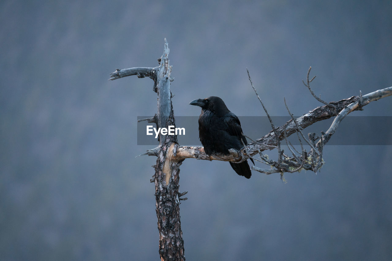 Raven perching on a tree