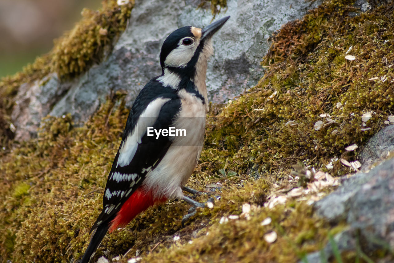 Female great spotted woodpecker seat on a moss-covered stone