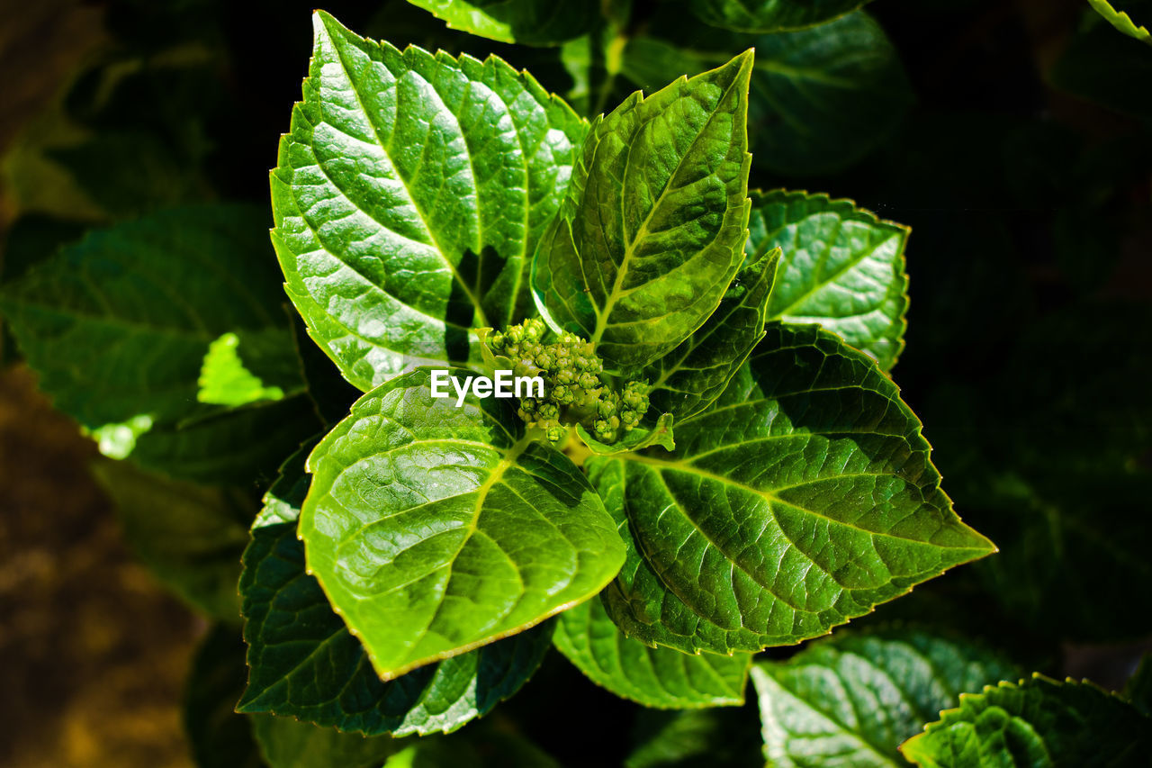 CLOSE-UP OF GREEN LEAVES ON PLANT