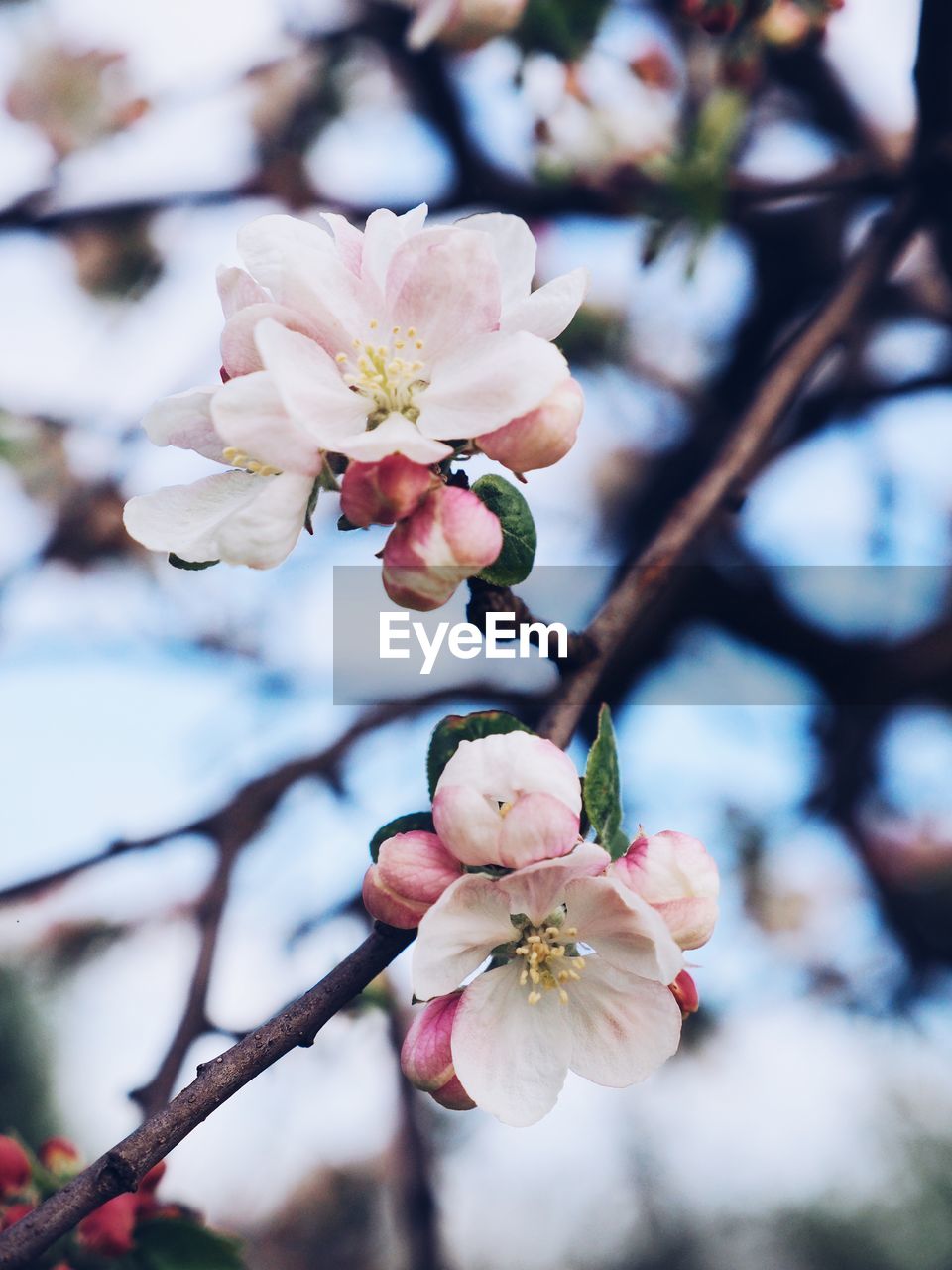 Close-up of apple blossoms in spring