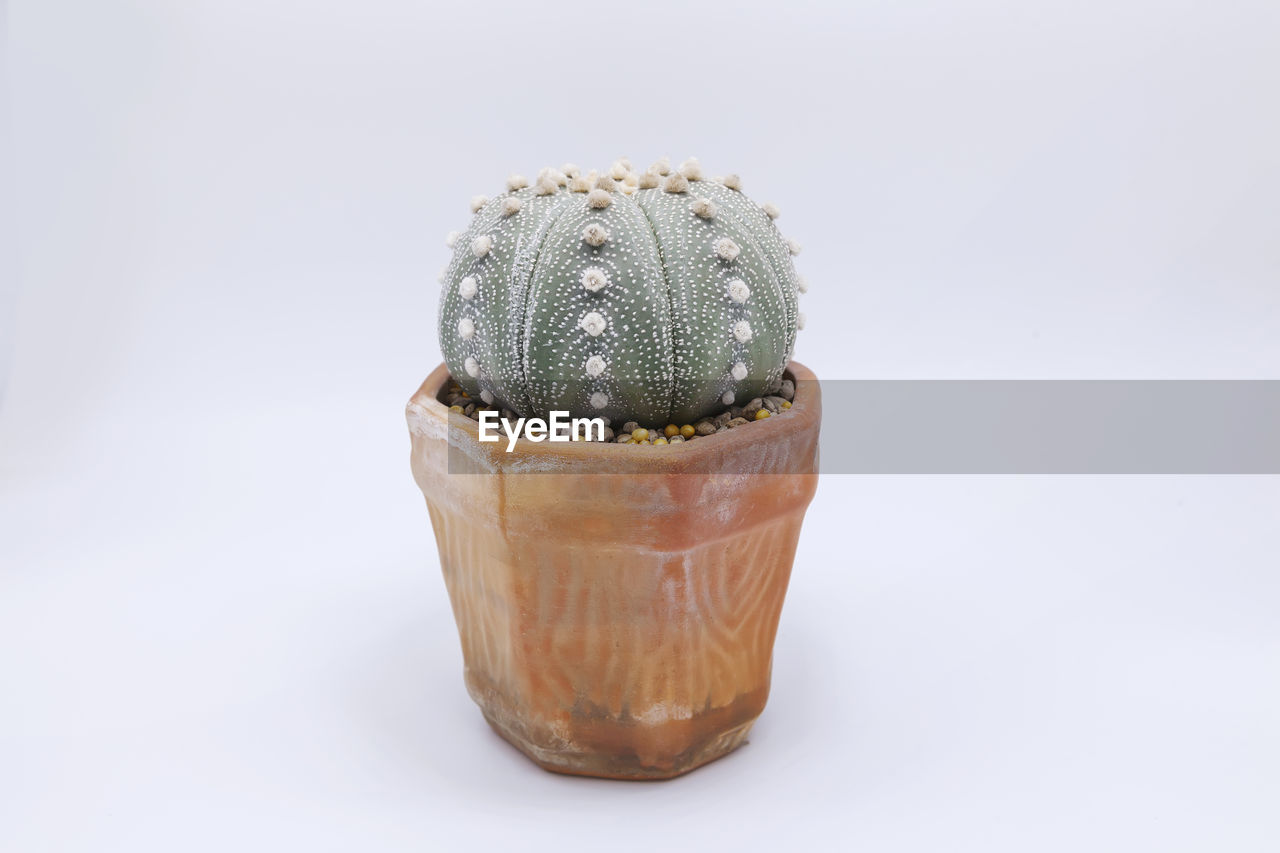 CLOSE-UP OF SUCCULENT PLANT IN POT