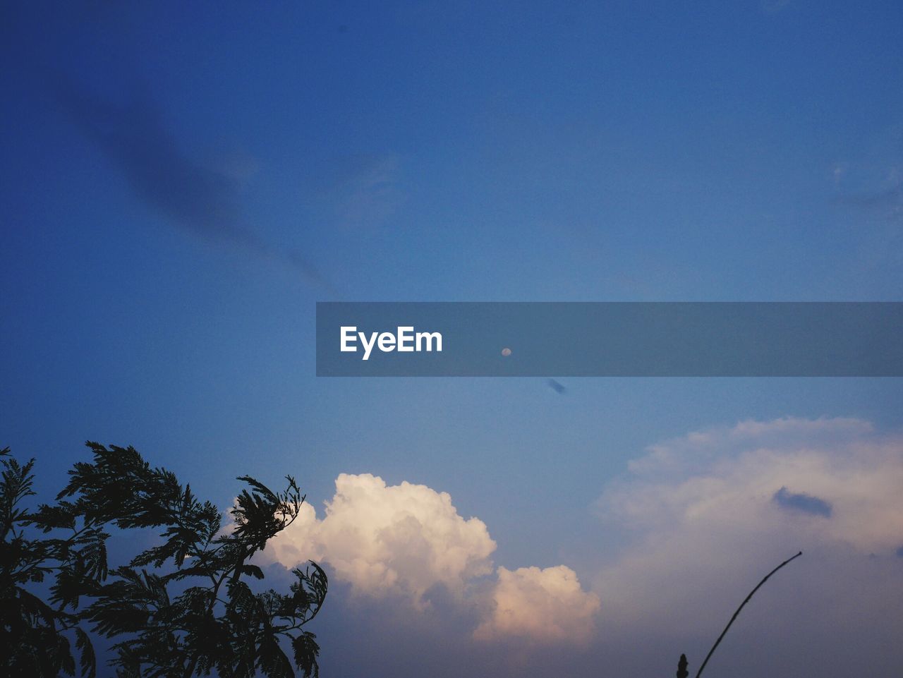 LOW ANGLE VIEW OF BLUE SKY AND TREES AGAINST THE BACKGROUND