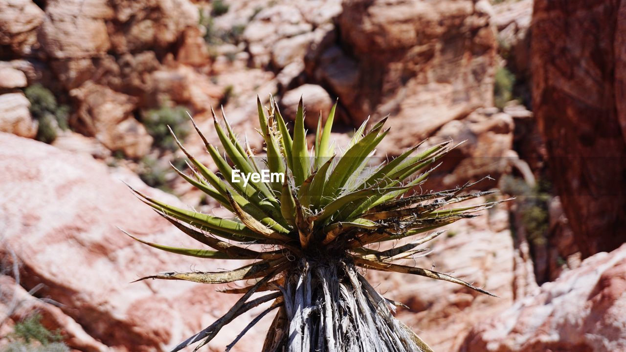 CLOSE-UP OF PLANT