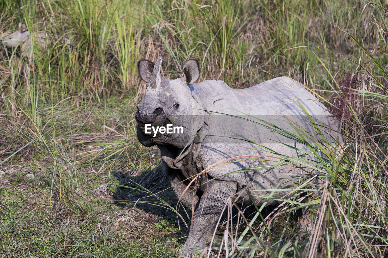 Irate female one-horned rhinoceros protecting her new-born baby seen in soft focus background