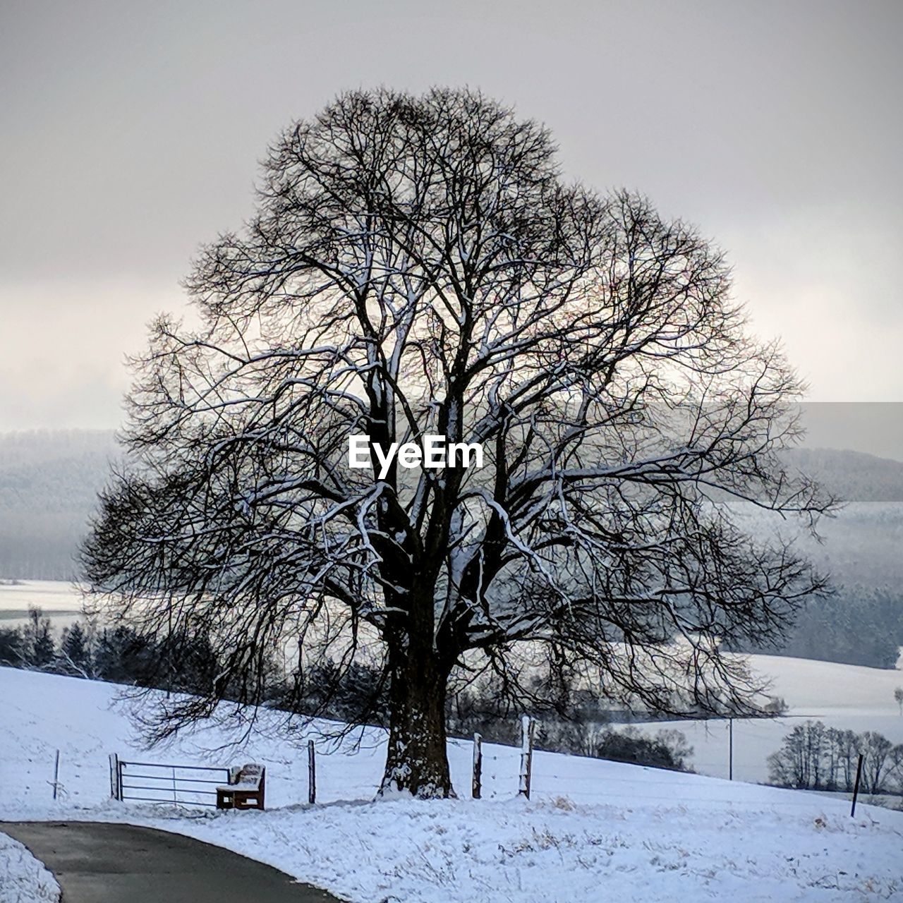 BARE TREES ON SNOW COVERED LANDSCAPE