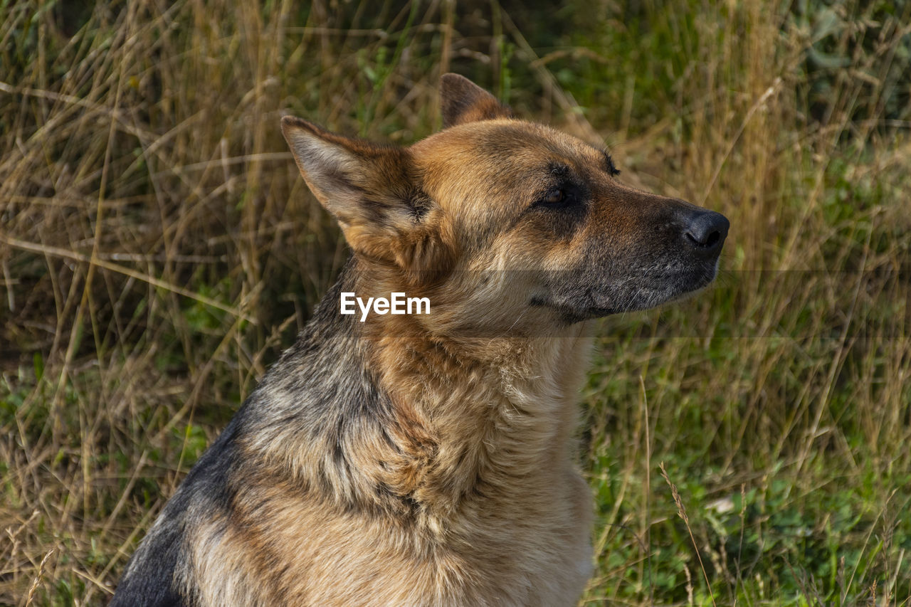 Close-up of a dog looking away