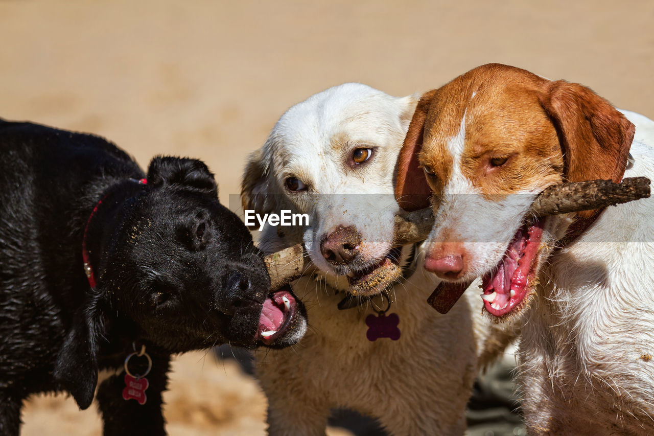 Portrait of dogs chewing a stick