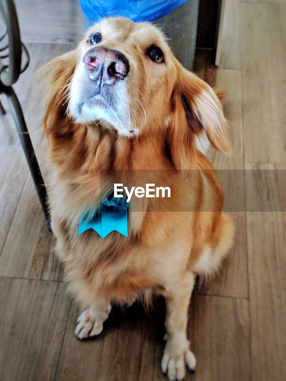 HIGH ANGLE VIEW OF DOG LOOKING AWAY WHILE SITTING ON WOODEN FLOOR