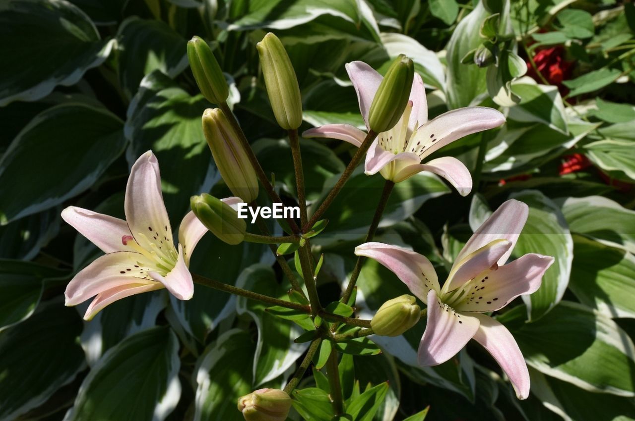 plant, flower, flowering plant, plant part, leaf, beauty in nature, growth, nature, petal, freshness, lily, close-up, green, flower head, fragility, botany, no people, inflorescence, outdoors, blossom, springtime, environment, food, garden, pink, shrub, flowerbed