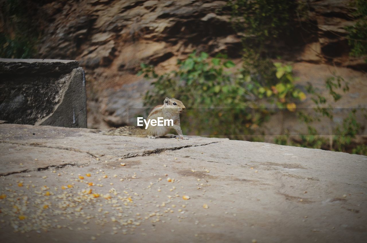 View of a cat sitting on rock