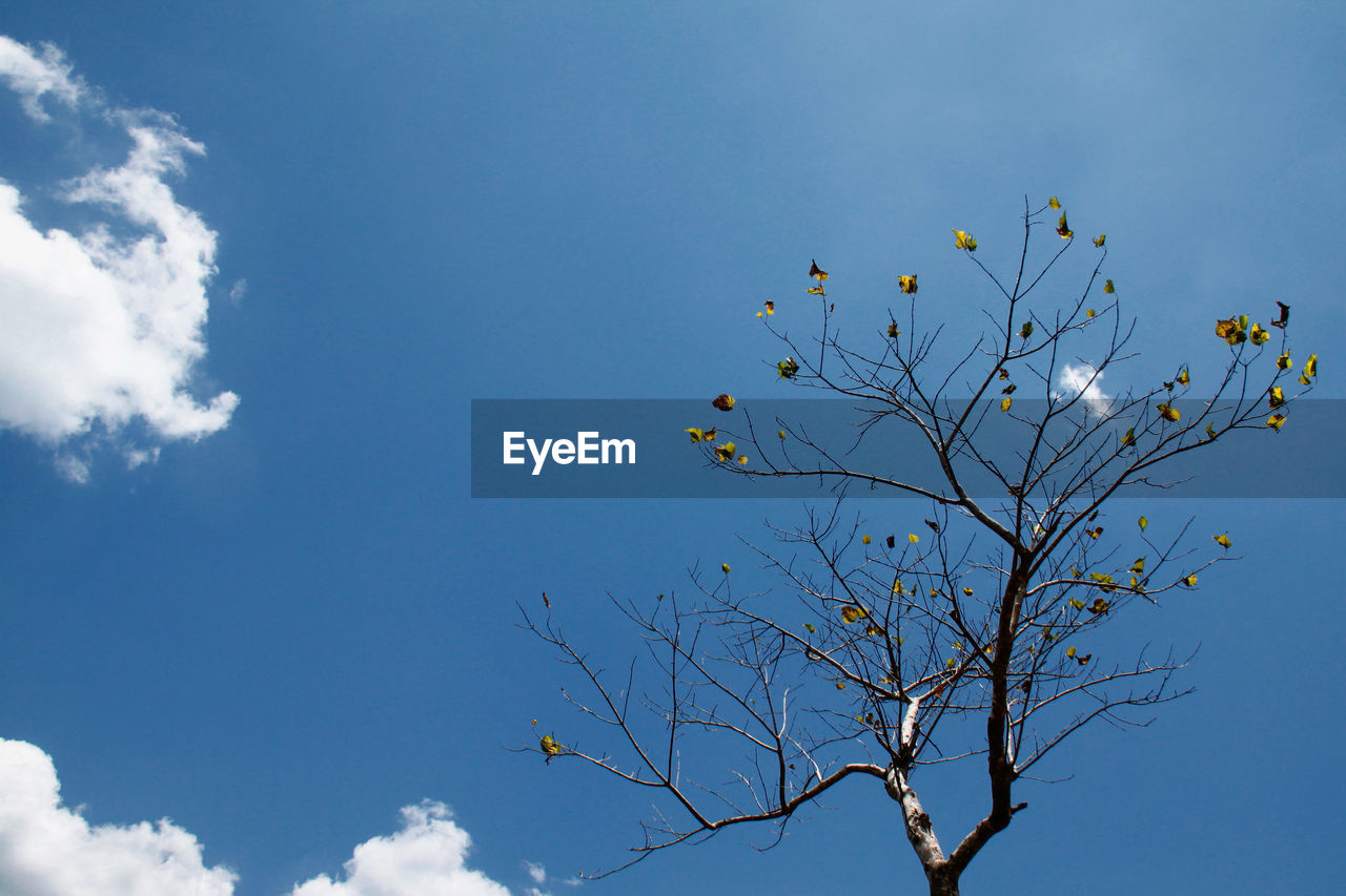 LOW ANGLE VIEW OF CHERRY BLOSSOMS AGAINST BLUE SKY