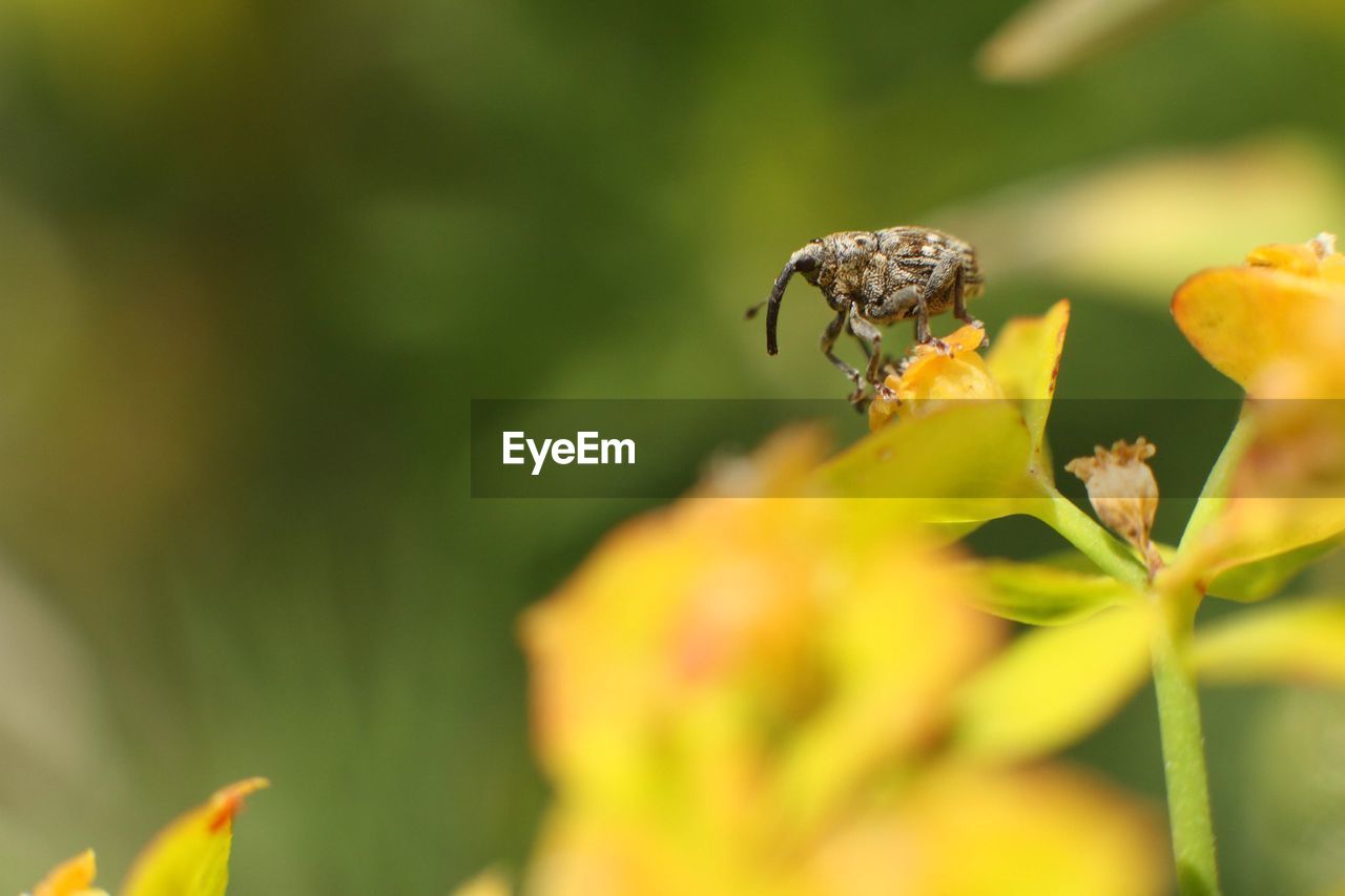 CLOSE-UP OF HONEY BEE POLLINATING ON FLOWER